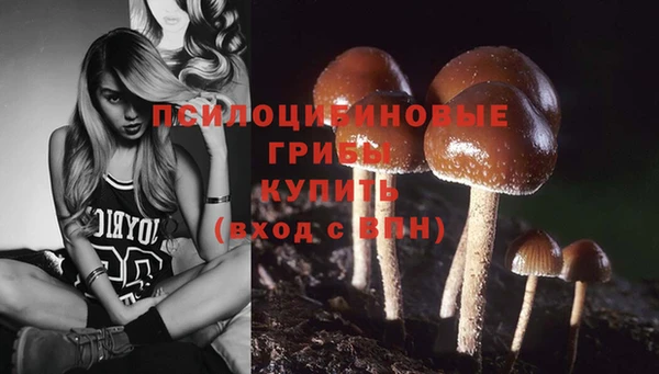 шишки Медвежьегорск
